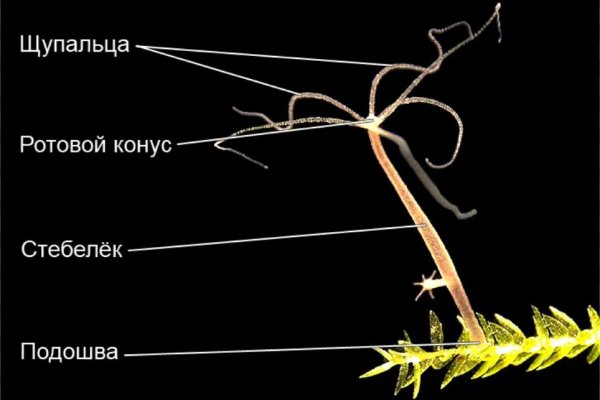 Ссылки мега кракен