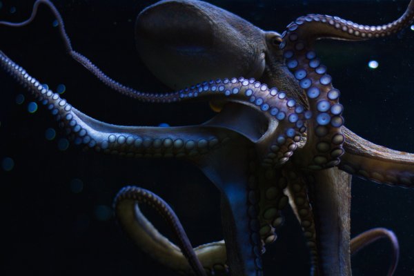 Актуальная ссылка на кракен kraken